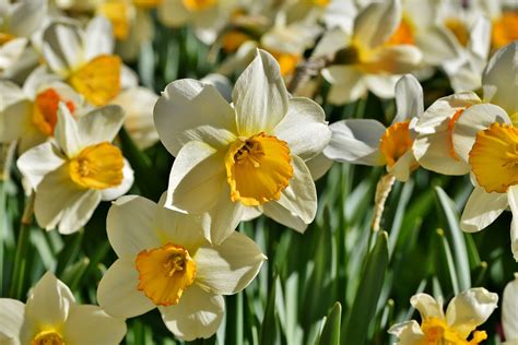 水仙 意味|水仙(スイセン)とは？花の特徴・花言葉・育て方を紹。